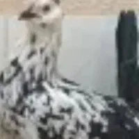 سه عدد مرغ تخم گذار گلین چهل تاج و ریش