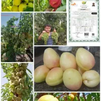 نهالستان  نمونه  مرادبکلو|خدمات باغبانی و درختکاری|کاشان, امیرکبیر|دیوار