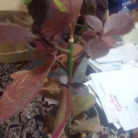 گل فردوس ۱۲۰ تومن