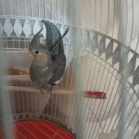 جوجه عروس هلندی|پرنده|گلپایگان, |دیوار