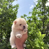 سگ پامرخرسی