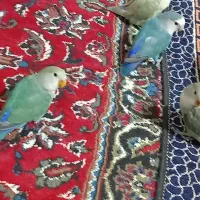 ۳ تا کوتوله سالم و زیبا دوتاش مولد باهوش و گوگولی|پرنده|اصفهان, قائمیه|دیوار