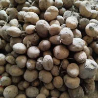 بذرسیب زمینی سانته