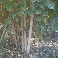 خرید مستقیم نـهـال با تضمیــن|خدمات باغبانی و درختکاری|میانه, |دیوار