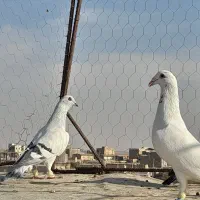 کبوتر پرنده