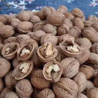 گردو تازه خوشمزه امسال