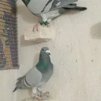 کفتر پلاکی|پرنده|شیراز, سلطان آباد|دیوار