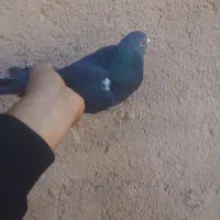 کبوتر|پرنده|گرمسار, |دیوار