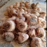 خرید و فروش پیاز زعفران
