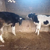 گوساله جنسی|حیوانات مزرعه|علی‌آباد کتول, |دیوار