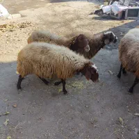 گوسفند|حیوانات مزرعه|ارشق, |دیوار