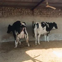 دوعدد گا‌و هولشتاین|حیوانات مزرعه|چگنی, |دیوار