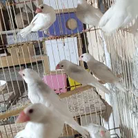 فنچ نرگسی|پرنده|بندرعباس, |دیوار