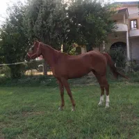 مادیان و کره|اسب و تجهیزات اسب‌سواری|هلیلان, |دیوار