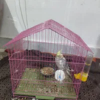 عروس هلندی ماده رقص می‌کنه با آهنگ دستی