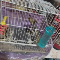 قناری|پرنده|بجنورد, |دیوار