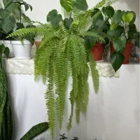 گل های شاداب