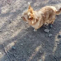 بیستی قیمت 5میلیون