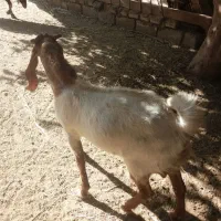 چپش پاکستانی