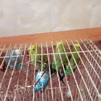 مرغ عشق