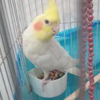 عروس هلندی سخنگو