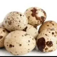 تخم خوراکی بلدرچین