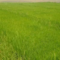 فروش بذر شالی فجر سوزنی وندا
