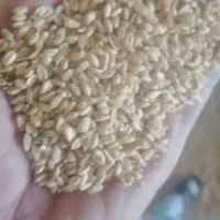گندم میهن بذری