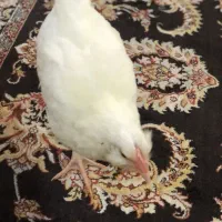 نیمچه مرغ گلین چهار ماهه