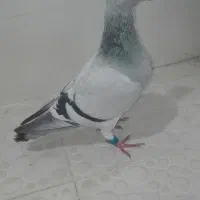 فروشی هستن|دوربین عکاسی و فیلم‌برداری|برازجان, |دیوار