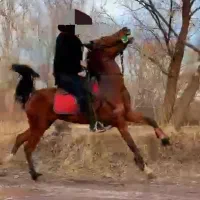 اسب مادیان