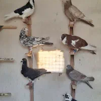 کفتر یا کبوتر