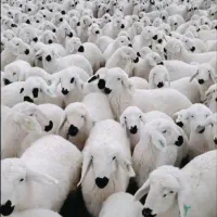 توجه توجه فروش تعاونی دام زنده شروع شد تنظیم بازار