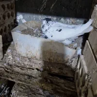 فروش فوری تعداد کفتر پرشی