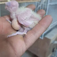 جوجه عروس هلندی سرلاکی و سهره چهارگانه ماده اماده