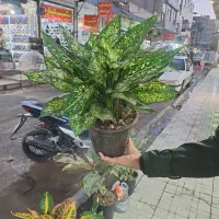 گل رنگارنگ|گل و گیاه طبیعی|کرمانشاه, |دیوار