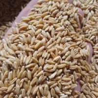 گندم دیمی|گل و گیاه طبیعی|روانسر, |دیوار
