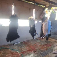 گوسفند|حیوانات مزرعه|شیراز, محمدیه|دیوار