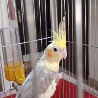 جوجه عروس هلندی دوکت|پرنده|قم, قلعه یزدیها|دیوار