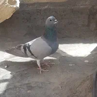 خرقه درجه یک