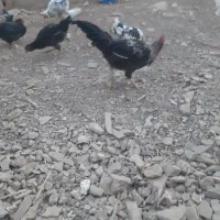 خروس  فروش ده عدد قیمت توافقی