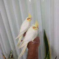 ۲تا عروس هلندی رام رام رام|پرنده|هشتگرد, هشتگرد قدیم|دیوار