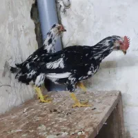 مرغ و خروس گلین