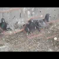 ماده پلاکی ایران وعراق