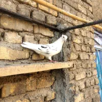 چنتاکبوترخوب