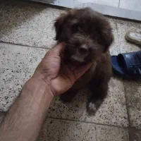 واگذاری سگ توله شیتزو|سگ|مشهد, بهمن|دیوار