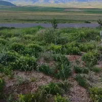 زمین کشاورزی ۶۵۰۰