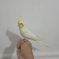 عروس هلندی لیتینو|پرنده|سراوان, |دیوار