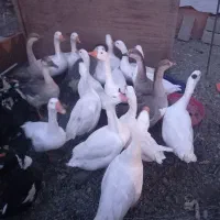 فروش غاز محلی|حیوانات مزرعه|نقده, |دیوار