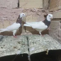 کبوتر طوقی،ساده،خارا|پرنده|سبزوار, امیر کبیر|دیوار